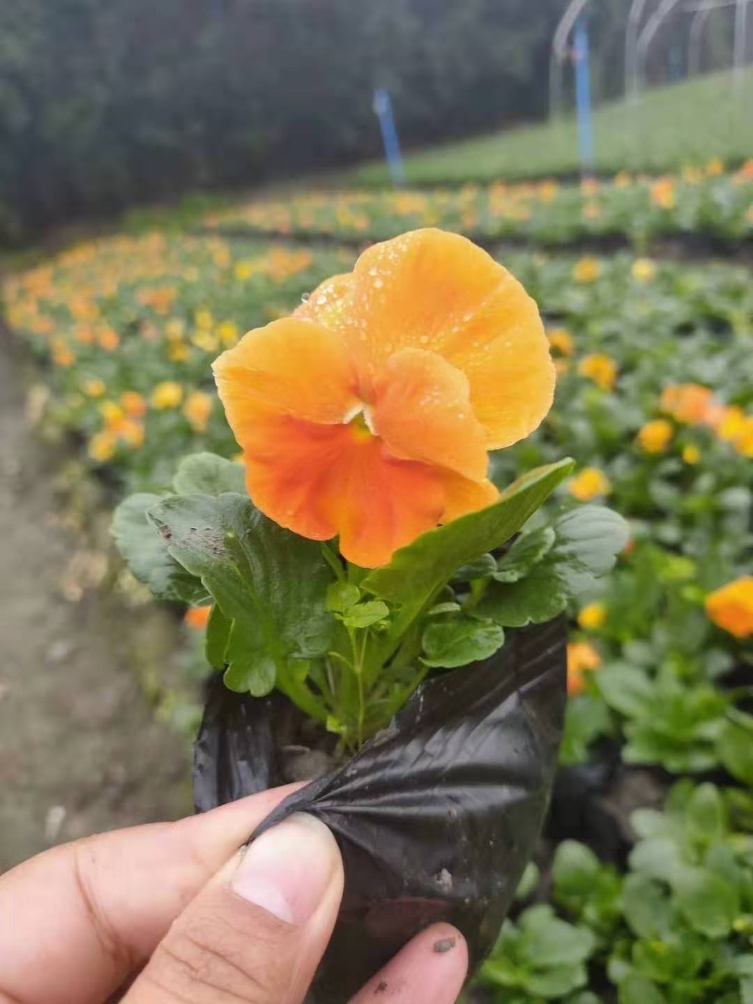 一串红 孔雀草 海棠 木春菊 矮牵牛基地供应 草花基地供应