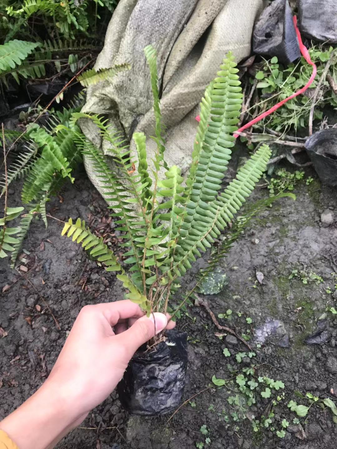 湖南排骨草工程苗基地一年四季都有杯苗地苗