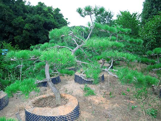精品造型日本黑松 庭院景观造型松基地 苏州景观树苗圃