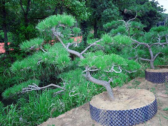 苏州造型黑松批发 庭院造型黑松盆景 别墅景观造型树基地