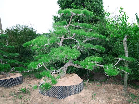 苏州造型黑松培育基地 黑松盆景 迎客松 庭院造型松苗圃