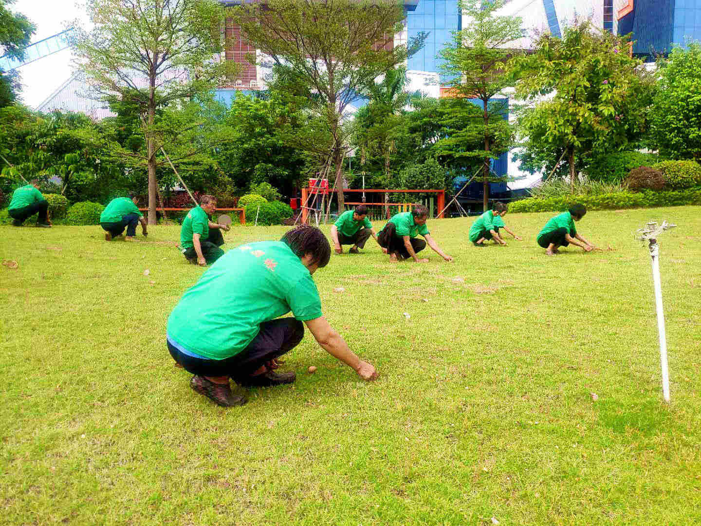 小区绿化养护地被植物的管理