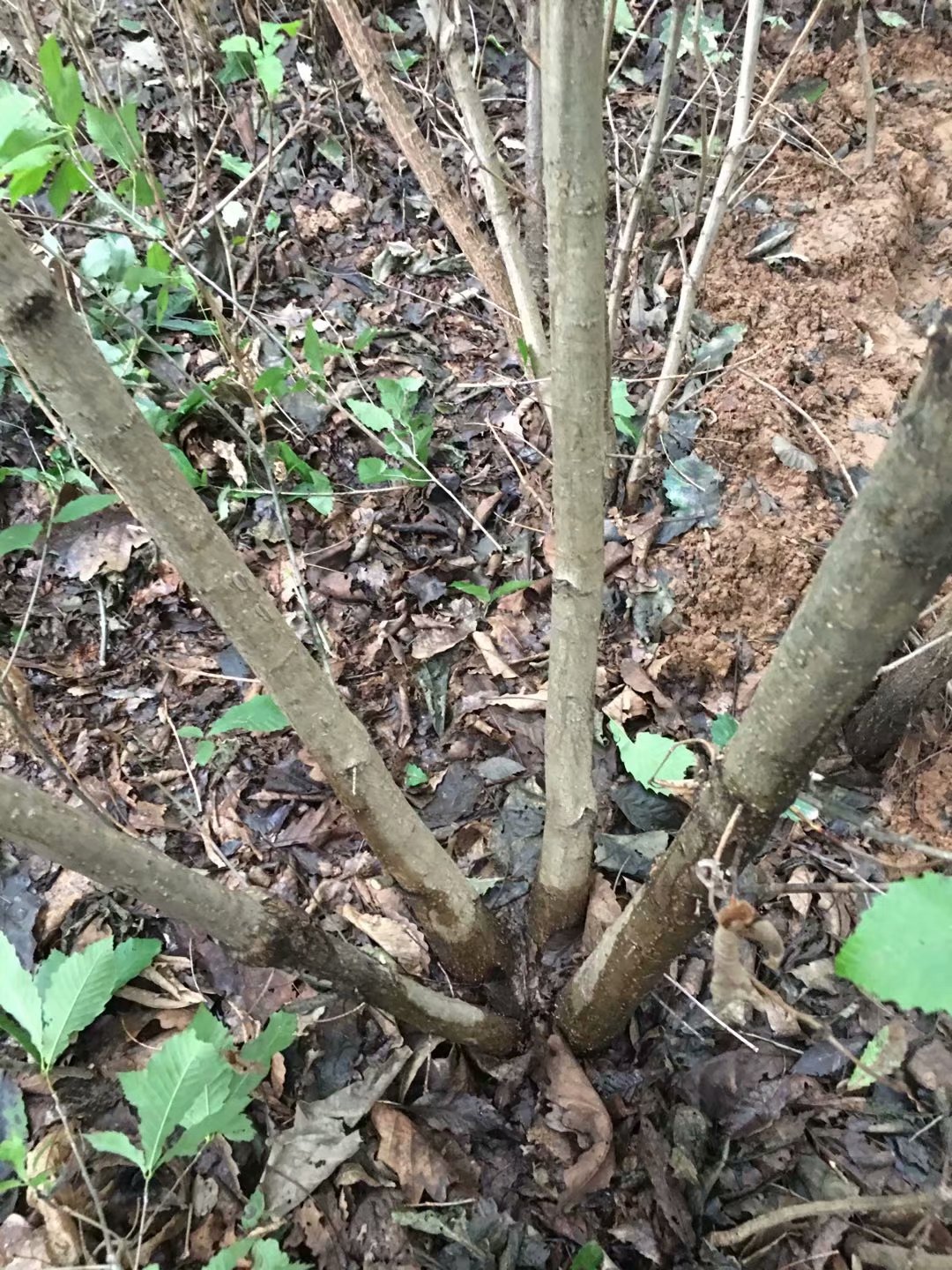 栓皮栎 槲栎丛生的大苗木1万株