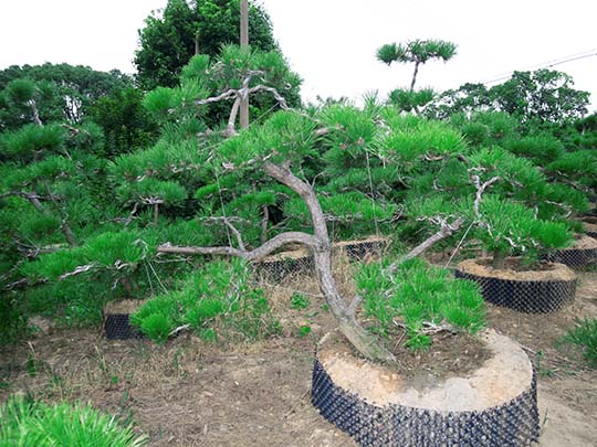 苏州造型黑松 庭院景观松基地 私家园林绿化施工 花园设计
