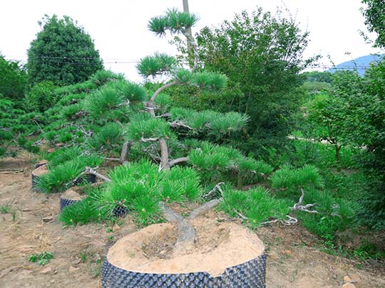 苏州造型黑松基地 迎客松 精品造型松苗圃 别墅庭院景观树