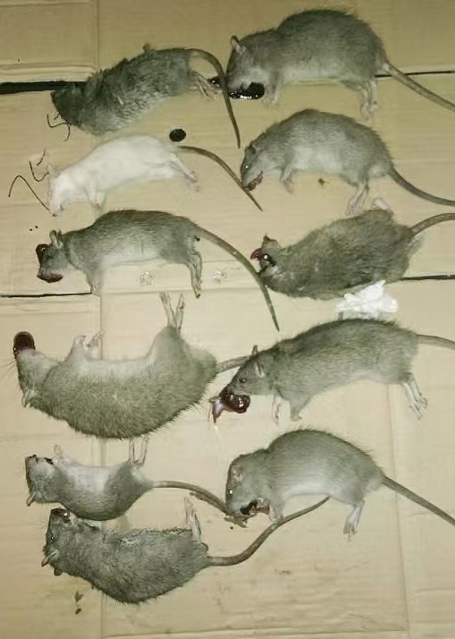 新型灭鼠胶  新型灭鼠胶 解决老鼠抗药问题